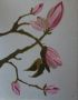 magnoliatak detail