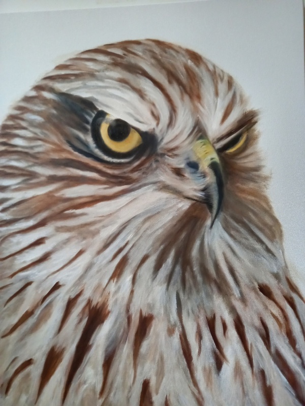 buizerd